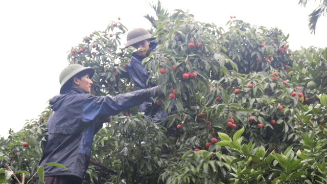 
Thu hoạch vải thiều ở thôn Kép 1, xã Hồng Giang (Lục Ngạn).
