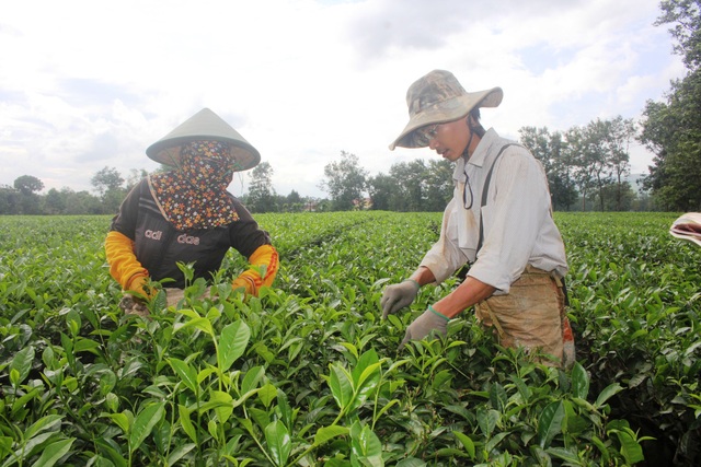 Đời "phu chè" nhọc nhằn bên những gốc chè cổ thụ - 2 Nghề trồng chè đã nuôi lớn bao con người nơi xóm chè Biển Hồ này