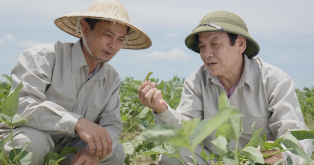 Đậu nành dược liệu - Khái niệm mới về dược liệu sạch người tiêu dùng cần biết - 1
Viện Di truyền Nông nghiệp nghiên cứu giống cây đậu nành dược liệu chứa hàm lượng isoflavone cao tối ưu