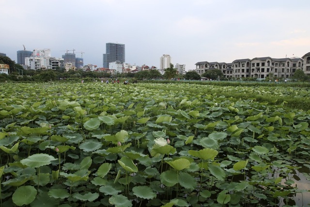 Vẻ đẹp đặc biệt của đầm sen hồ Tây mùa hoa nở - 1
Các đầm sen Tây Hồ đã bị thu hẹp lại so với trước kia nhưng vẫn còn đủ để tạo ra một gian thiên nhiên đặc biệt giữa đô thị Hà Nội ồn ào. Thời điểm này, sen bắt đầu vào mùa hoa nở.