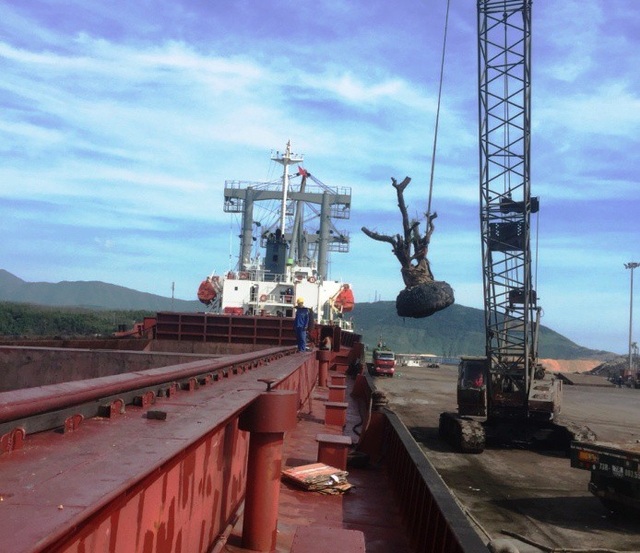 Đường bộ bị “soi”, nhiều cây “tiểu quái thú” bất ngờ hạ đường thủy - 3 Số cây trên được cẩu lên tàu khủng để vận chuyển ra Bắc
