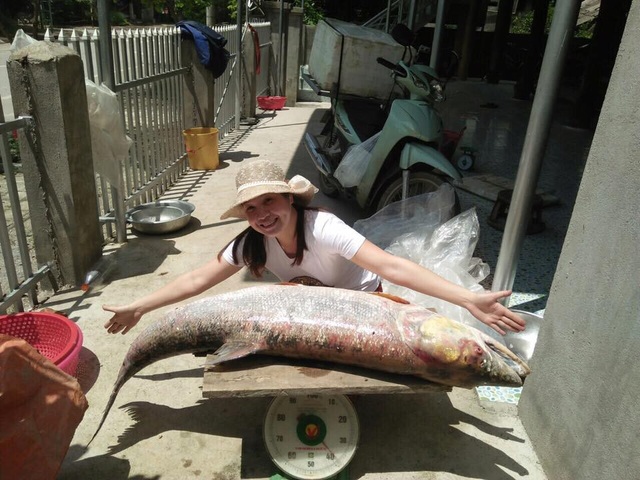 Cá măng sông Đà 35 kg hiếm có, mối quen đại gia mới có hàng - 2
Chị Ngân chụp với con cá măng khủng