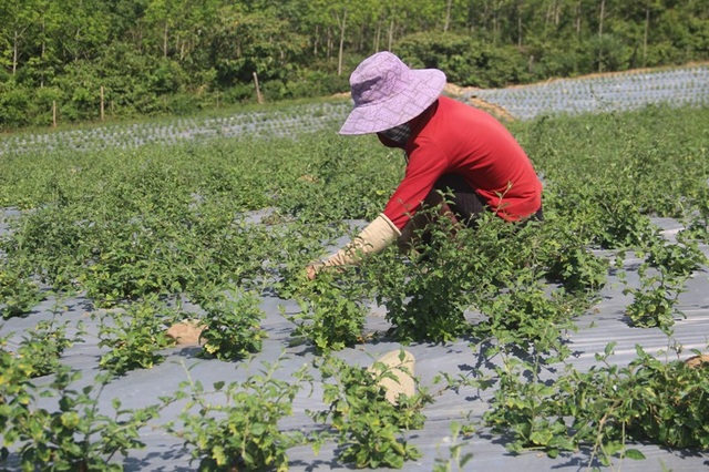 Quảng Trị: Tái cơ cấu nông nghiệp, nhân rộng nhiều cây trồng giá trị kinh tế cao - 5 Cây dược liệu được chọn nhân rộng tại huyện Cam Lộ