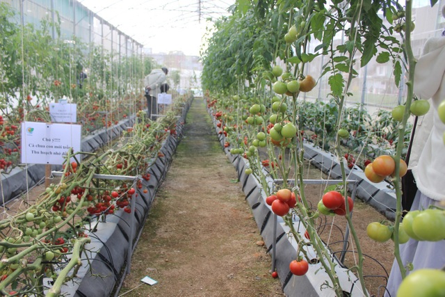 Lâm Đồng hợp tác với Hà Lan phát triển nông nghiệp bền vững - 1 Lâm Đồng hợp tác với Hà Lan phát triển nông nghiệp bền vững