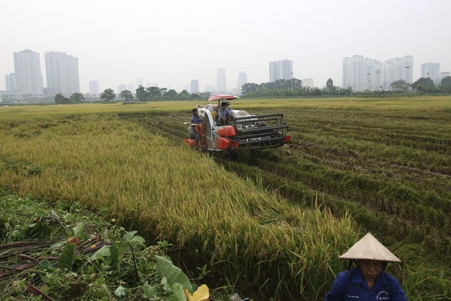 Gặt lúa dưới chân những tòa chung cư ở Hà Nội - 1
Trên cánh đồng Phường Kiến Hưng (quận Hà Đông, Hà Nội), lúa đã chín vàng từ nhiều ngày nay. Chiếc máy gặt tự động cũng bắt đầu chạy giúp người nông dân thu hoạch thành quả.