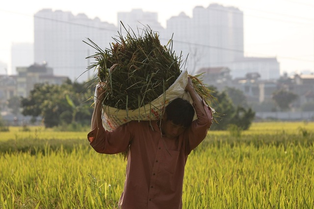 Gặt lúa dưới chân những tòa chung cư ở Hà Nội - 11
Anh Lò Văn Xôn và vợ Lèo Thị Mòn lặn lội từ Sơn La về Hà Nội để gặt thuê trong những ngày mùa vụ tại khu Mậu Lương.