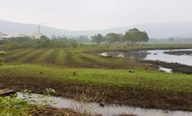 Nguyên chủ tịch xã “phù phép” chiếm hàng chục lô đất cho người nhà - 1 Các lô đất tại vùng trồng mía thôn Tam Vị, xã Lộc Tiến của bà Nguyễn Thị Hoa bị ông Hồ Hữu Phúc dùng quyền hạn của mình phù phép và chiếm rồi giao đất cho người nhà