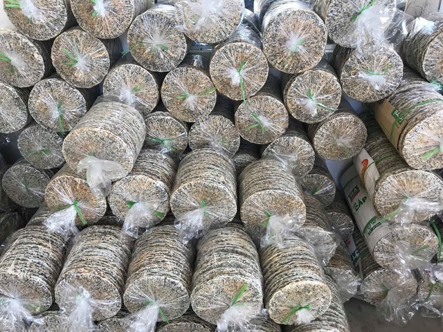 Làng nghề bánh đa ở xứ Nghệ vẫn luôn đỏ lửa giữa trời nắng 40 độ C - 4 Những chiếc bánh sau khi phơi khô sẽ được quạt và đóng gói cẩn thận để chuyển tới người tiêu dùng. Ảnh: Mỹ Hà