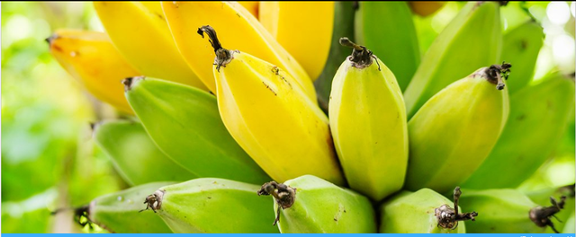 Những tác dụng riêng đối với sức khỏe của chuối với mức độ chín khác nhau - 1 Những tác dụng riêng đối với sức khỏe của chuối với mức độ chín khác nhau - 1