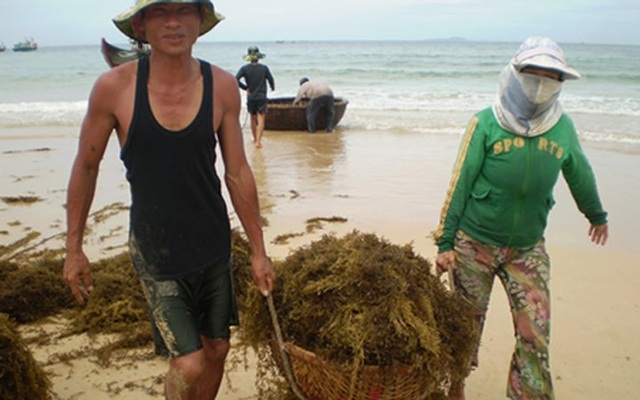 Đi vớt rong biển mỗi ngày người dân bỏ túi 300.000 đồng - 5 Những người không có điều kiện đi theo các tàu lớn khai thác hải sản vẫn có được thu nhập, nâng cao đời sống… (Ảnh: TTXVN)