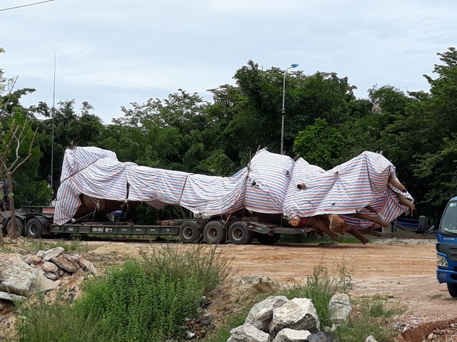 Xe chở cây "khủng" nằm im 2 ngày trốn CSGT - 2 Lực lượng chức năng tỉnh Quảng Ngãi đang tạm giữ xe chở cây khủng thiếu giấy phép lưu hành đặc biệt