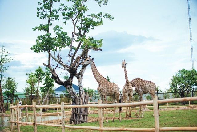 Có gì ở trong River Safari đầu tiên và duy nhất tại Việt Nam? - 6 Có gì ở trong River Safari đầu tiên và duy nhất tại Việt Nam? - 6