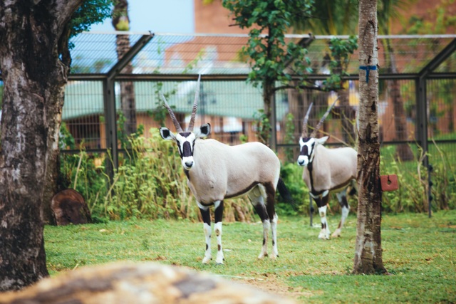 Có gì ở trong River Safari đầu tiên và duy nhất tại Việt Nam? - 9 Có gì ở trong River Safari đầu tiên và duy nhất tại Việt Nam? - 9