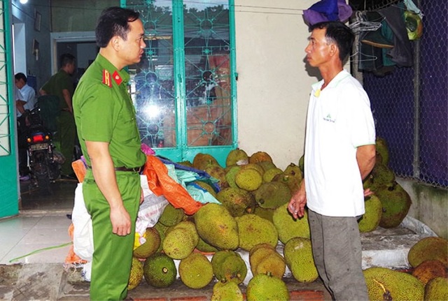 Bơm hóa chất “ép” mít chín nhanh, tạo mùi thơm, vị ngọt - 1 Số mít bị bơm hóa chất để ép chín tạo mùi và vị ngọt (ảnh: Công an Hà Nam)