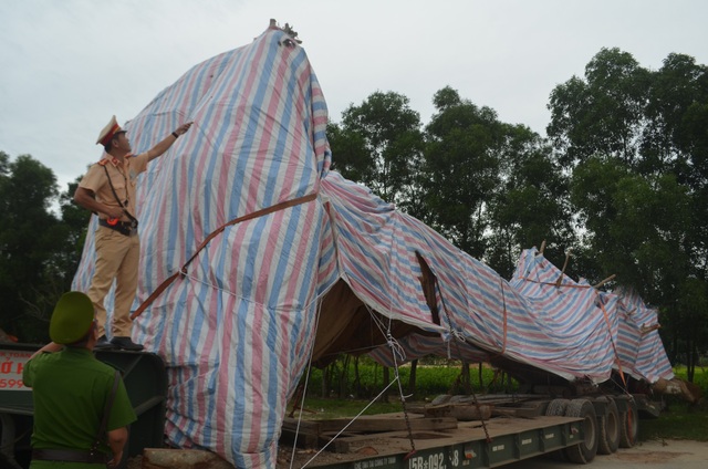 Cây "khủng" bị tạm giữ ở Quảng Ngãi thực tế vẫn đang sống ở... Phú Yên? - 2 Cây đa sộp khủng đang bị tạm giữ ở Quảng Ngãi