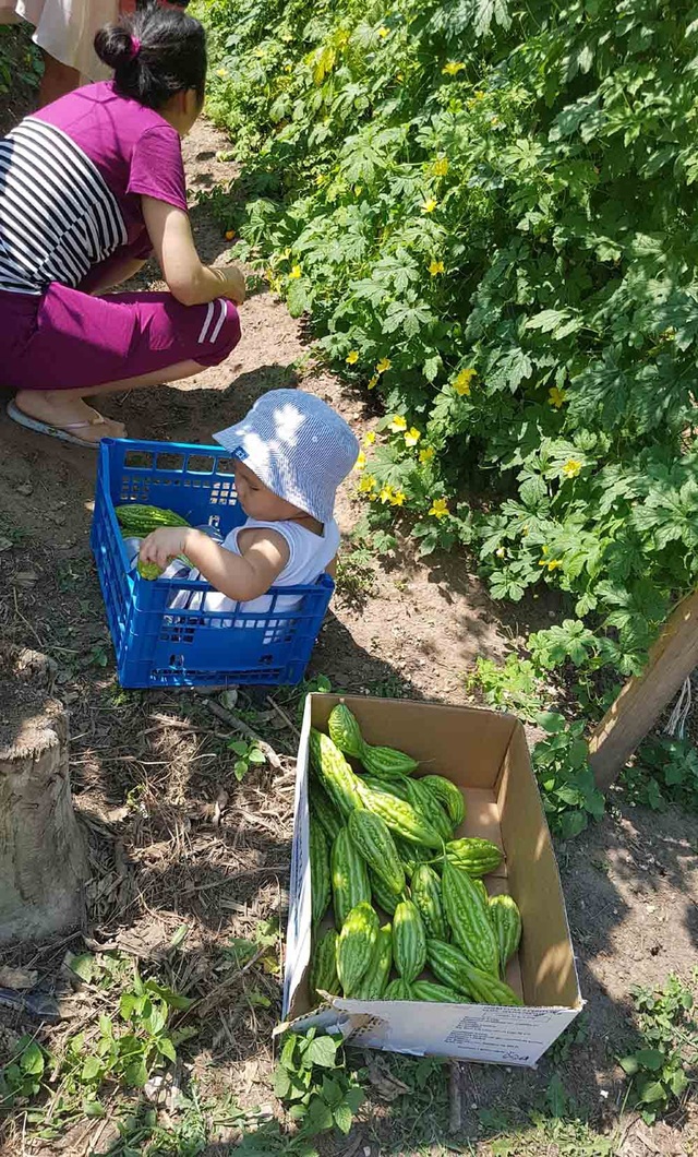 Chị Ngọc Anh vui vẻ nói: “Tất cả các thành viên gia đình tôi đều cùng chung sức chăm sóc vườn. Cuối tuần, mọi người lại tụ tập ra vườn hái rau quả và nướng thịt. Gia đình trở nên vui vẻ và ấm cúng hơn”.