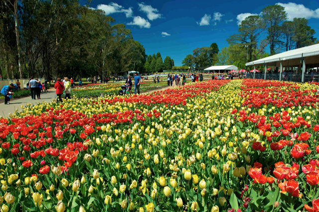 Vi vu châu Úc với giá “giật mình” - 2
“Quên lối về” giữa ngàn hoa Floriade