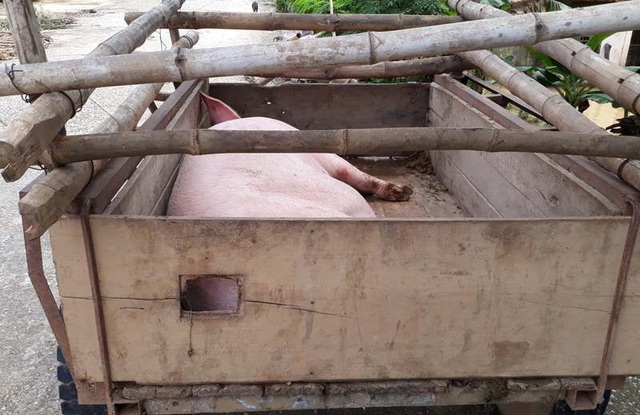 Dân "ôm" tài sản, lợn gà chạy lên đê tránh lũ - 13 Dân "ôm" tài sản, lợn gà chạy lên đê tránh lũ - 13