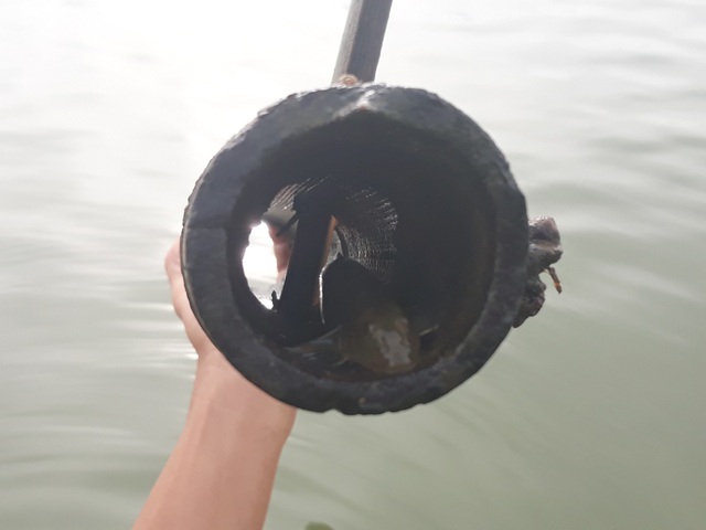 Quảng Ngãi: Độc đáo nghề đặt ống tre bắt cá bống sông Trà - 2 Dùng tay nhẹ nhàng bịt 2 đầu ống nhấc lên khỏi mặt nước để bắt cá