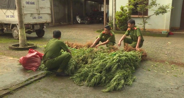 Phát hiện gần 300 cây cần sa trồng trái phép trong rẫy cà phê - 1 Cơ quan chức năng thu giữ cây cần sa để điều tra