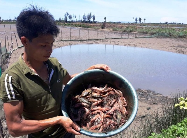 Thời tiết nắng nóng, tôm lăn ra chết hàng loạt - 3 Nhiều gia đình điêu đứng vì tôm chết hàng loạt