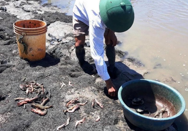 Thời tiết nắng nóng, tôm lăn ra chết hàng loạt - 4 Nguyên nhân gây ra tôm chết là tôm nuôi có mang mầm bệnh đốm trắng, khi điều kiện môi trường thay đổi (đặc biệt thời tiết nắng nóng, nhiệt độ nước cao) khiến bệnh đốm trắng bùng phát.