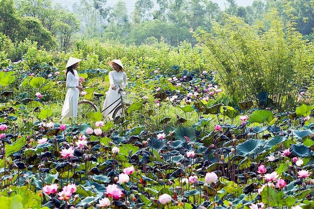 Xua tan cái nóng ngày hè với ao sen làng quê xanh mát - 2
Thì ở các làng quê, nơi vẫn còn những đầm sen mộc mạc, dân dã lại luôn sẵn lòng chào đón những ai yêu mến vẻ đẹp thuần khiết của loài hoa tinh túy này