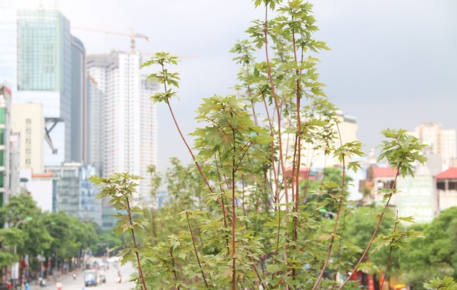 Hàng phong lá đỏ tại Hà Nội bất ngờ khoe sắc - 11 Hàng phong lá đỏ tại Hà Nội bất ngờ khoe sắc - 11
