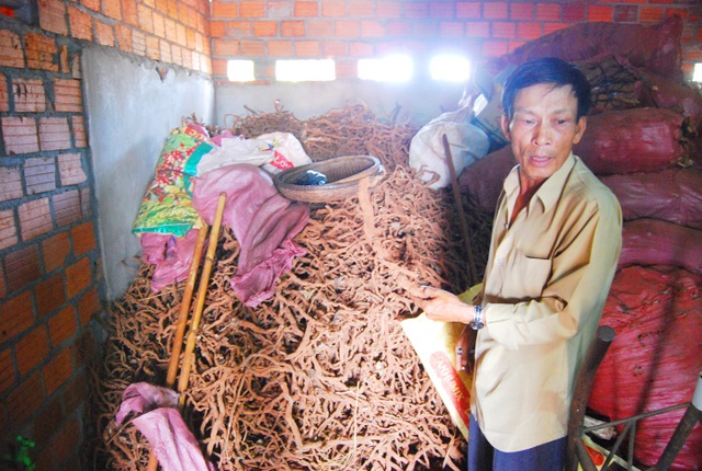 Vụ thu mua gốc, rễ hồ tiêu chết: Cơ quan điều tra vào cuộc - 2 Cơ quan điều tra đã vào làm rõ mục đích mua gốc, rễ tiêu chết