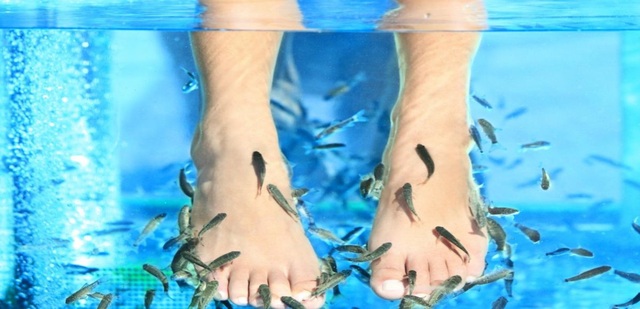 Dịch vụ massage chân bằng cá đang được nhiều khách hàng trên khắp thế giới ưa chuộng
