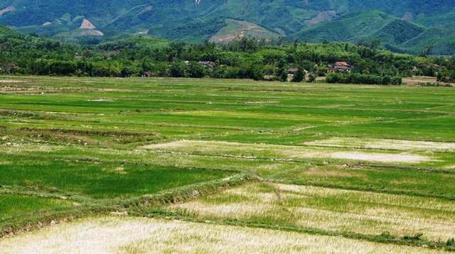 Ngành nông nghiệp miền Trung oằn mình giữa “chảo lửa” - 3 Hàng trăm ha lúa có nguy cơ bị chết cháy vì tình trạng thiếu nước trầm trọng.