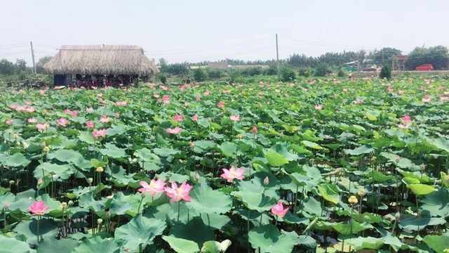 Giới trẻ phát sốt với đầm sen đẹp ngỡ ngàng giữa lòng Sài Gòn - 1 Giới trẻ phát sốt với đầm sen đẹp ngỡ ngàng giữa lòng Sài Gòn - 1