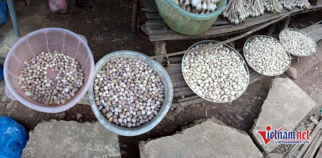 Cung đường đèo Tây Bắc sực nức mùi tỏi tươi - 3 Tỏi cô đơn hút khách dọc nẻo đường Tây Bắc