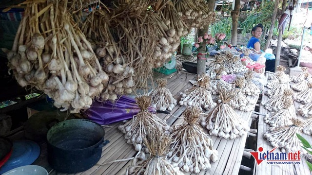 Cung đường đèo Tây Bắc sực nức mùi tỏi tươi - 4 Tỏi được sắp xếp ngay ngắn, thu hút khách qua đường đến mua