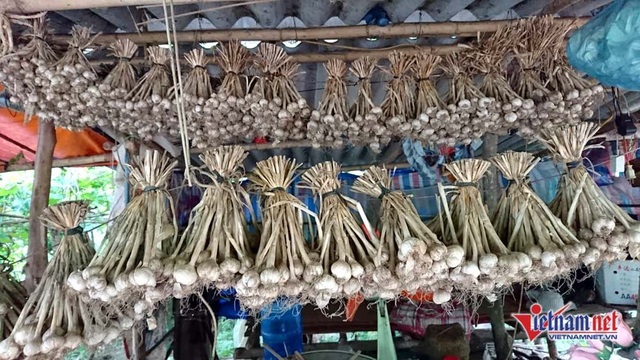 Cung đường đèo Tây Bắc sực nức mùi tỏi tươi - 7 Treo tỏi ngay ngắn trên dây phơi