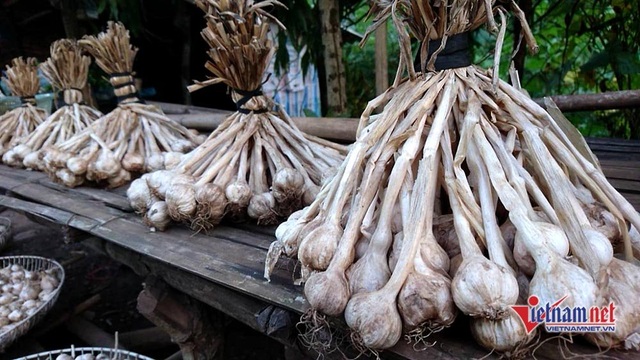 Cung đường đèo Tây Bắc sực nức mùi tỏi tươi - 8 Tỏi Yên Châu là đặc sản lựa chọn hàng đầu của nhiều du khách