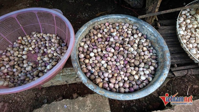 Cung đường đèo Tây Bắc sực nức mùi tỏi tươi - 9 Tỏi một tép có màu tím bắt mắt