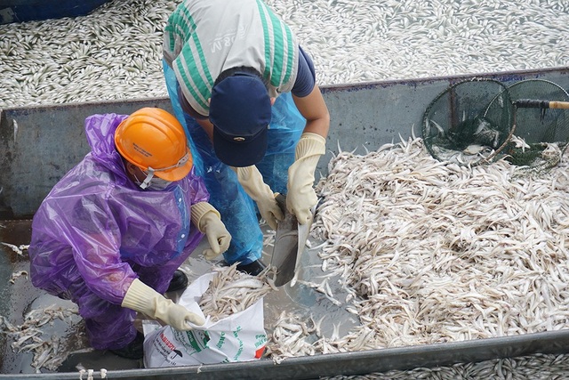 Hãi hùng cảnh cá tiếp tục chết trắng xóa ven Hồ Tây - 10 Công nhân vớt cá lên thuyền rồi đóng vào các bao tải.