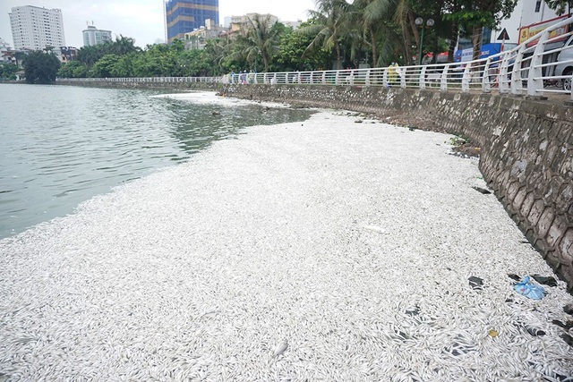 Hãi hùng cảnh cá tiếp tục chết trắng xóa ven Hồ Tây - 1 Ven đường Trích Sài (hồ Tây) cá nổi kín một góc hồ bốc mùi hôi thối khủng khiếp.
