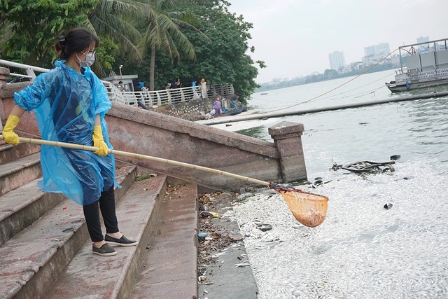 Hãi hùng cảnh cá tiếp tục chết trắng xóa ven Hồ Tây - 6 Nữ tình nguyện viên tham gia vớt cá cùng công nhân môi trường trong sáng nay.