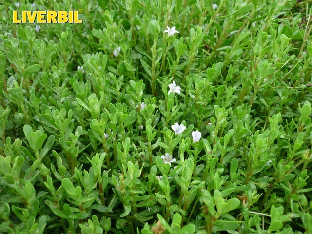 Bốn cây thuốc quý giải trừ viêm gan và dưỡng gan rất tốt - 3 Rau đắng đất được coi là cây thuốc quí bởi sự lành tính và lợi ích tuyệt vời (nguồn ảnh: internet)