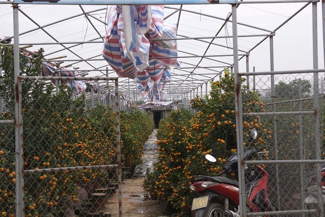 Đất Tứ Liên tràn ngập nhà giàn trồng quất bon sai - 8
Hệ thống mái của nhà giàn kiểu này đều được làm bằng vải bạt. Thông thường bạt được kéo ra để đón ánh nắng cho quất, khi trời lạnh sẽ được kéo ra che kín chống sương.