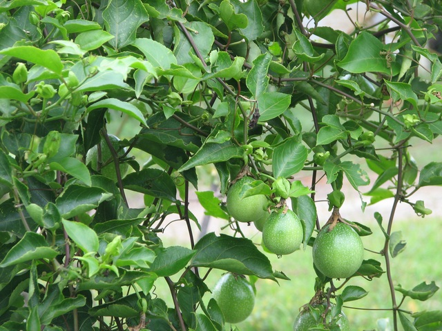 Dùng lạc tiên tây đúng cách để trị chứng mất ngủ - 3
Cây lạc tiên tây - Rất giống với cây chanh leo. Thực chất cây chanh leo không thuộc họ lạc tiên và khi sắc lên uống sẽ không có tác dụng giúp ngủ ngon.