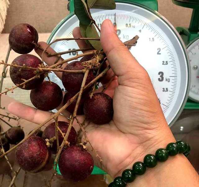 Loại quả duy nhất của Việt Nam khiến Thái Lan lùng mua từng cây - 1
Nhãn tím - một giống nhãn độc lạ ở miền Tây đang gây sốt thị trường