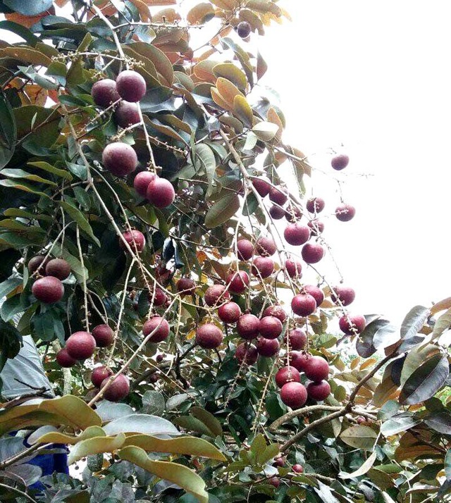 Loại quả duy nhất của Việt Nam khiến Thái Lan lùng mua từng cây - 3
Không chỉ sốt quả nhãn tím, cây giống nhãn tím cũng được nhà vườn Việt và người Thái Lan lùng mua
