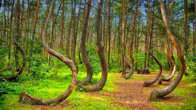 Bí ẩn về khu rừng có hàng trăm gốc cây bị uốn cong một cách khó hiểu - 1 Khu rừng Crooked là điểm đến kỳ lạ ở Ba Lan