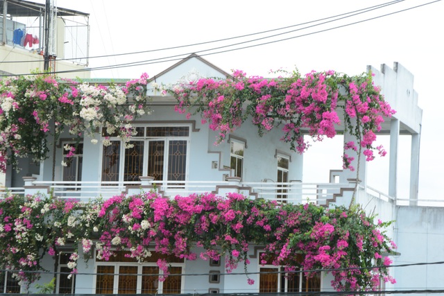 Quảng Ngãi: Giàn hoa giấy tuyệt đẹp phủ kín ngôi nhà 3 tầng | Báo ...