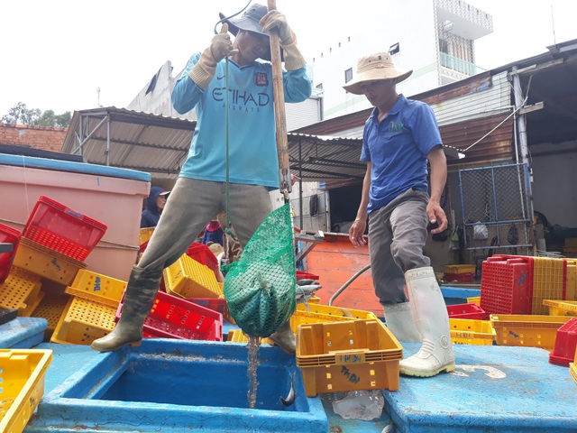 Quảng Ngãi: Ngư dân buồn vì sản lượng hải sản sụt giảm - 1 Thời điểm này, sản lượng khai thác hải sản của nhiều tàu cá chỉ bằng 1/3 so với những năm trước