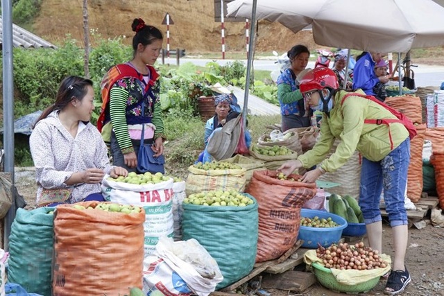 Cùng ngắm mùa táo mèo trên đỉnh đèo Pha Đin - 5 Cùng ngắm mùa táo mèo trên đỉnh đèo Pha Đin - 5