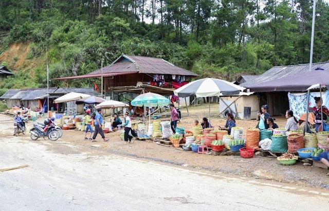 Cùng ngắm mùa táo mèo trên đỉnh đèo Pha Đin - 6 Quả táo mèo được bày bán ven đường Quốc lộ 279 trên đèo Pha Đin. (Ảnh: Xuân Tư/TTXVN).